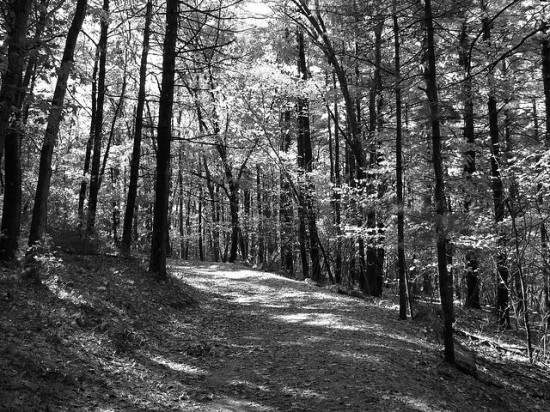 Photography Tips Taking Great Black, Black And White Forest Landscape